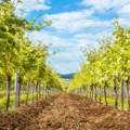 Wines are known for black and red fruit flavors
