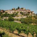 A complete guide to wine varieties